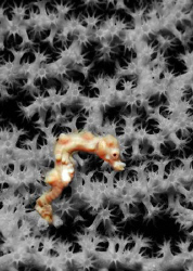 Denise pygmy seahorse in Wakatobi. Nikon D80, 105 mm macr... by Dray Van Beeck 